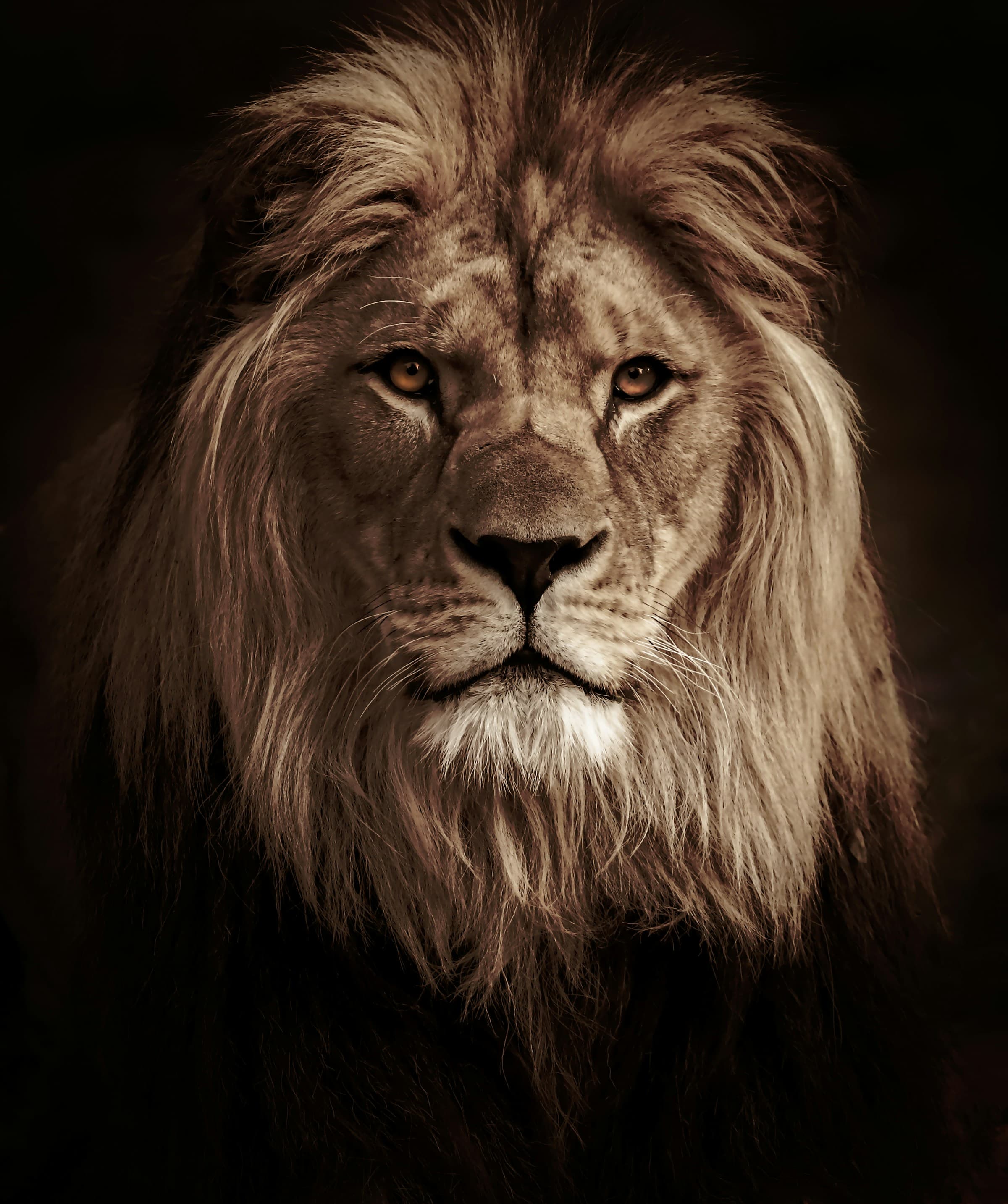 Portrait of a male lion
